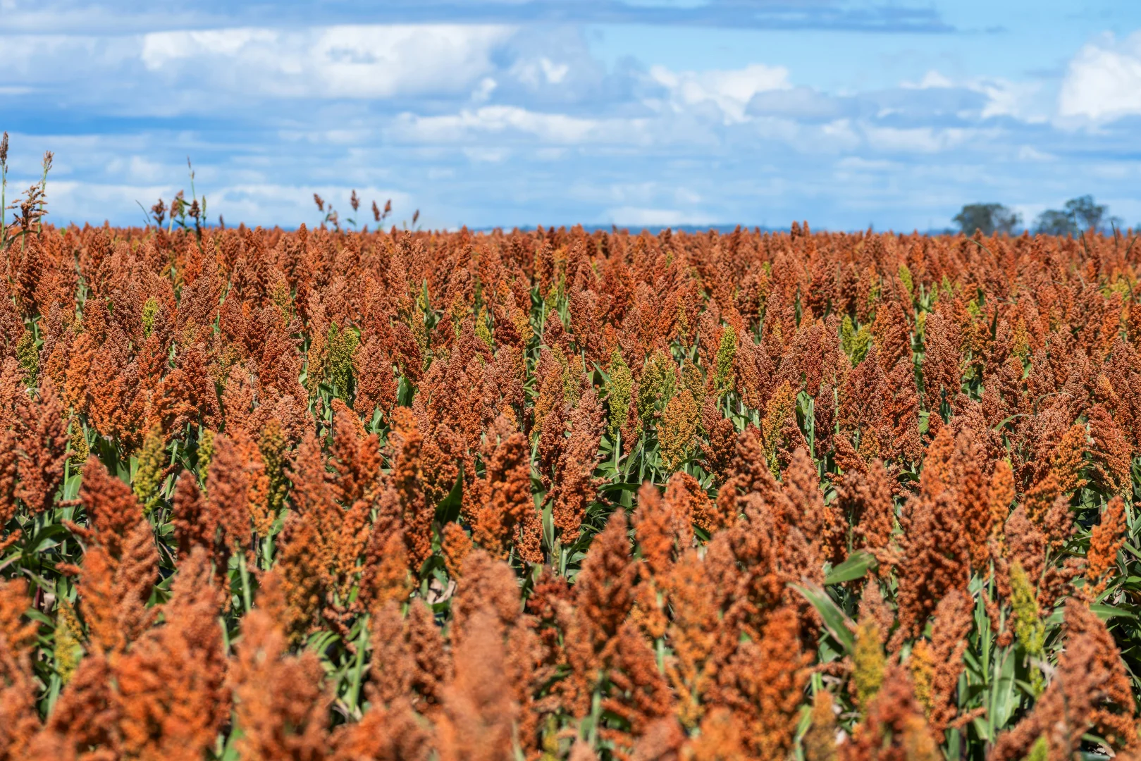 Additional image 10 of 1989 Millmerran Leyburn Road, Tummaville QLD 4352