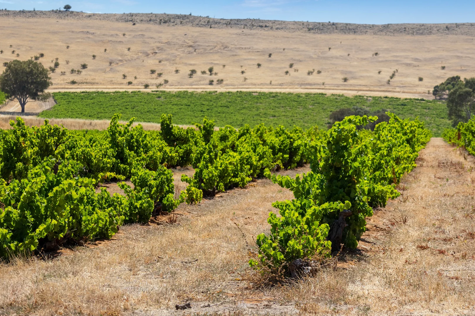 Additional image 20 of Lot 20 Spring Farm Road, Spring Farm SA 5453