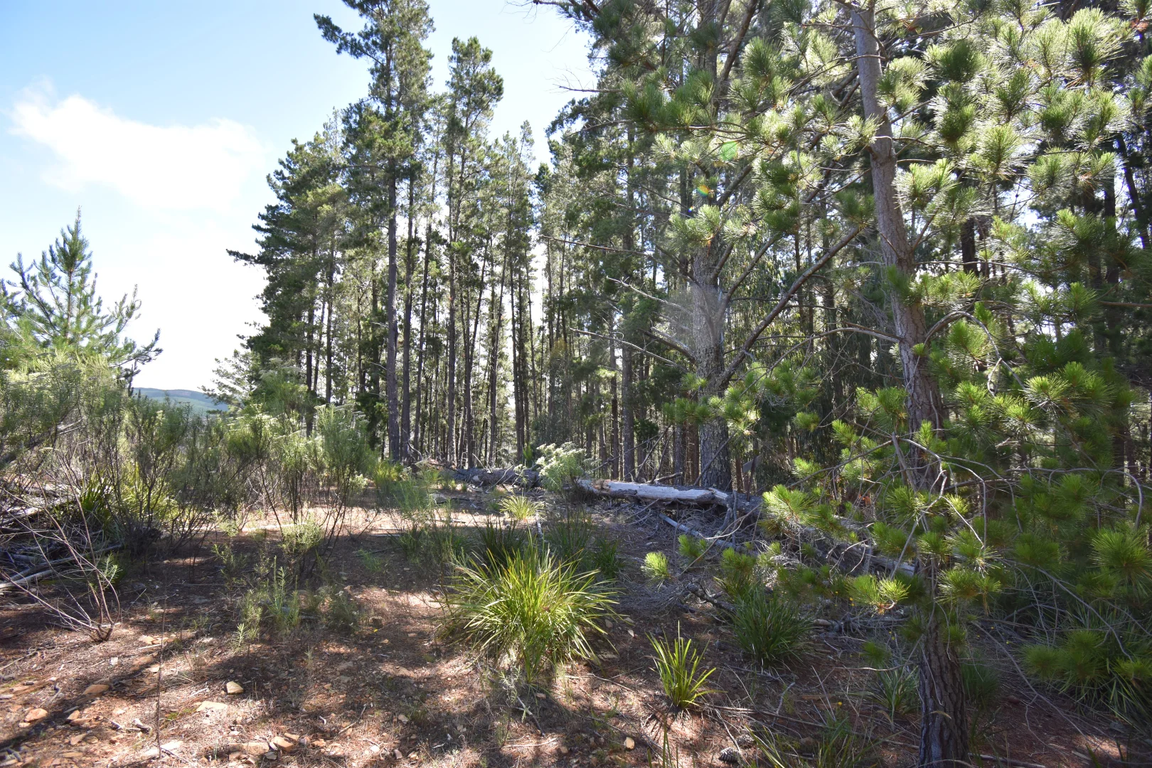 Additional image 9 of 771 Greywacke Road, Twenty Forests NSW 2795