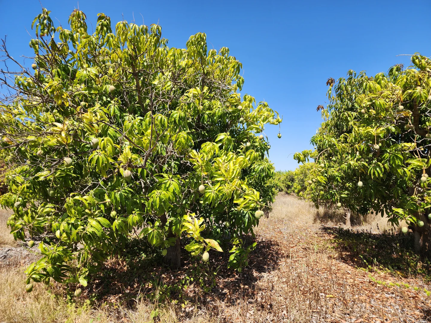 Additional image 22 of 178 South River Road, Carnarvon WA 6701