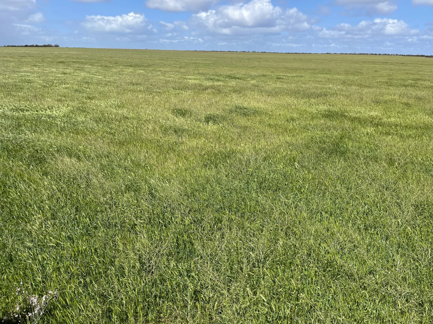 Additional image 4 of Lot 18 Tod Highway, Warramboo SA 5650