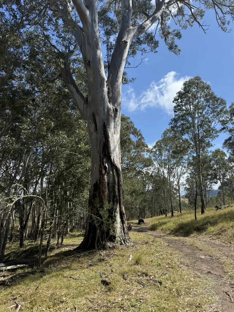 Additional image 16 of 3/1076 Neringla Road, Braidwood NSW 2622