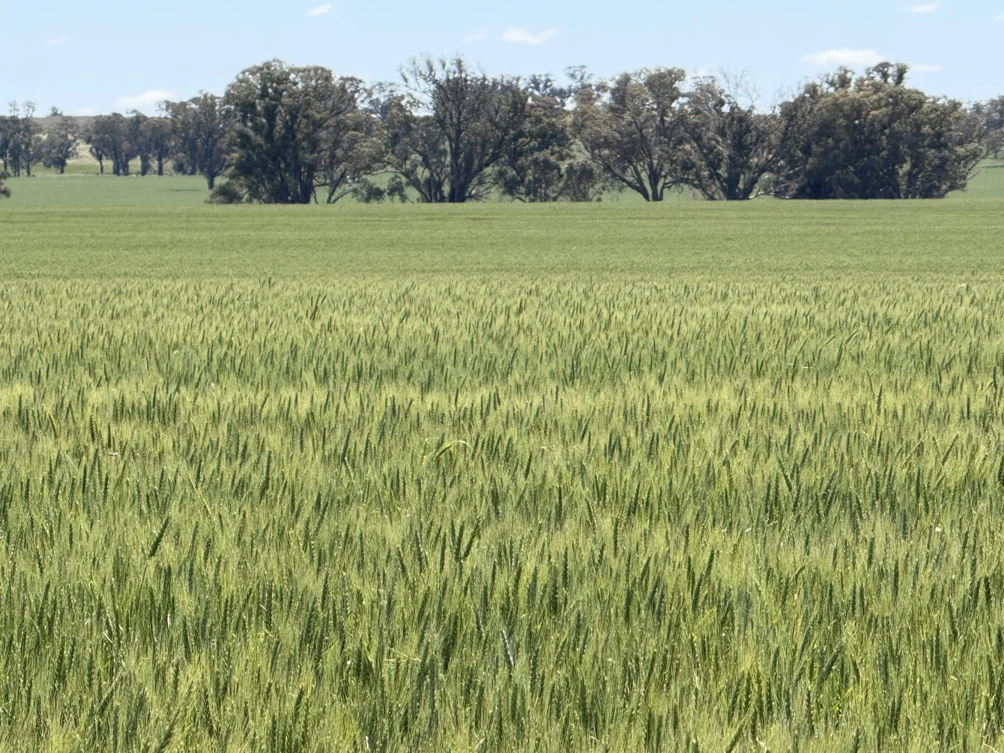 Additional image 19 of 861 Kadina Road, Parkes NSW 2870