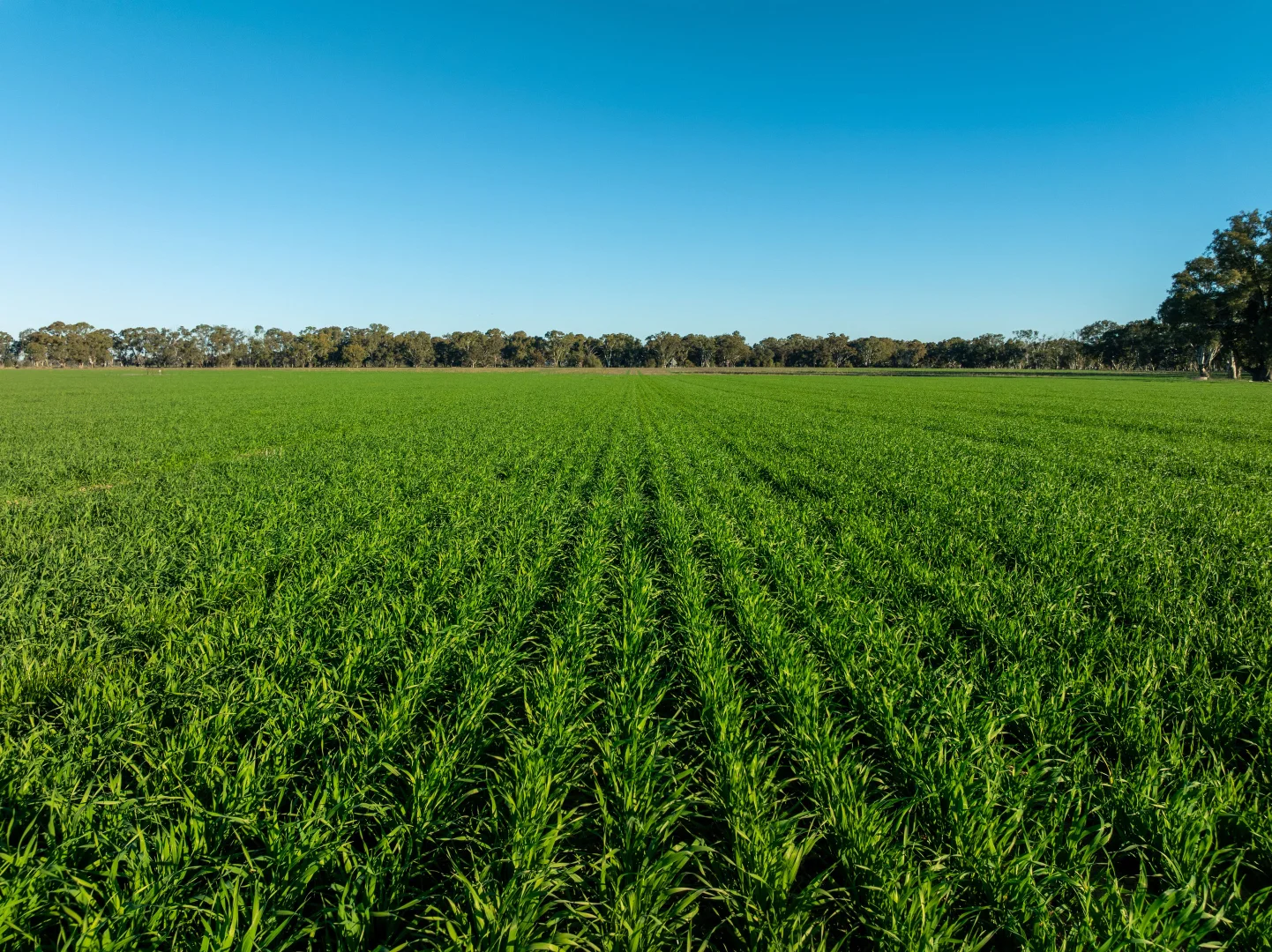 Additional image 13 of 479 Stokes Road, Strathmerton VIC 3641