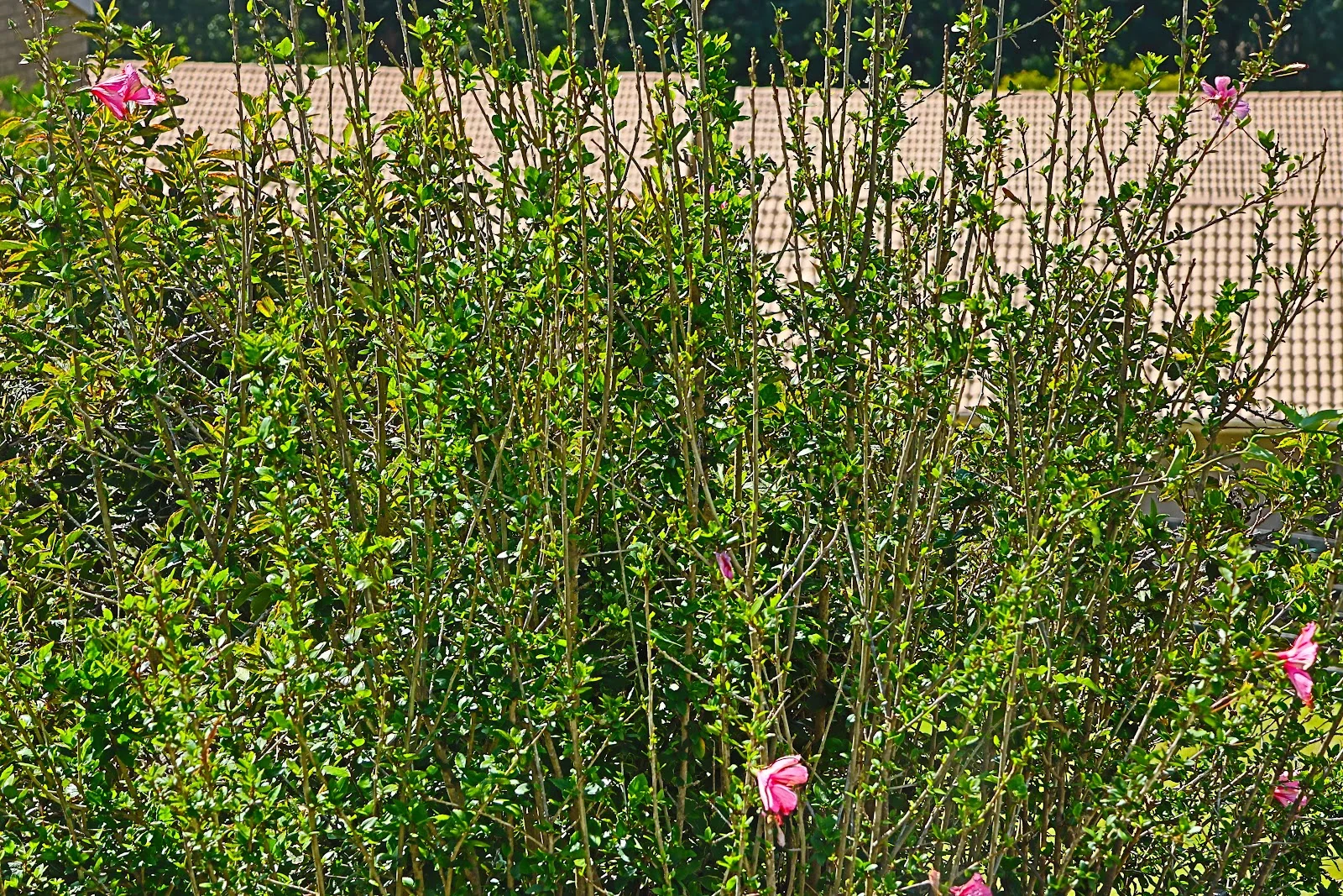 Additional image 19 of 18/11 Payne Street, Narooma NSW 2546