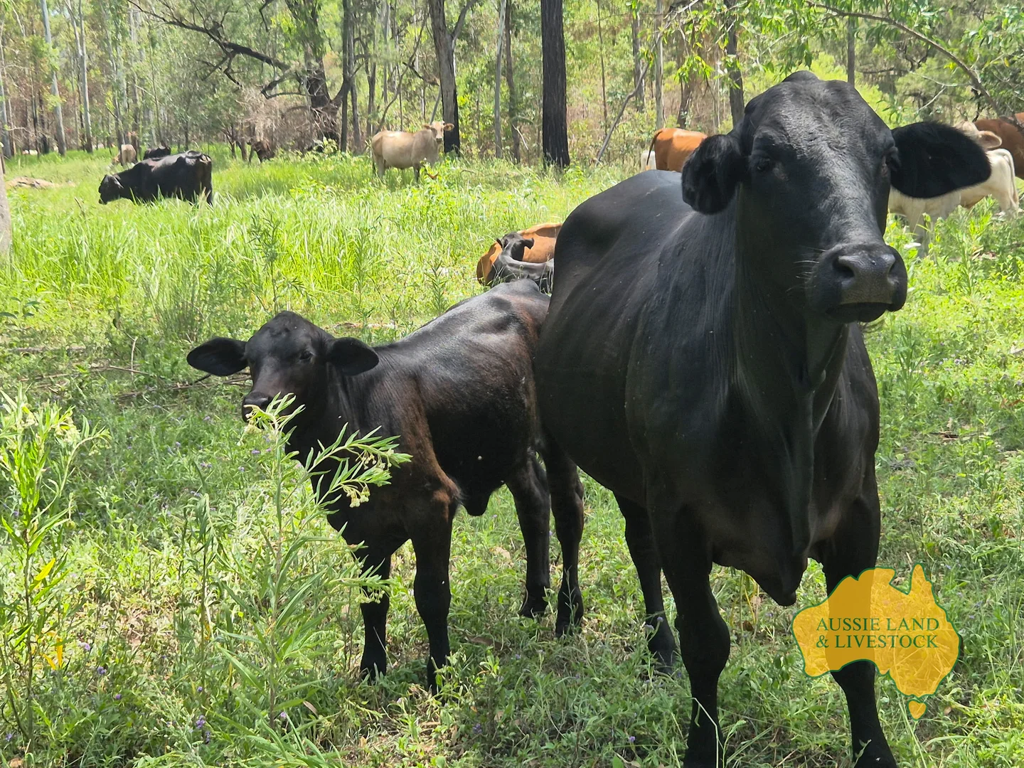 Additional image 53 of 43 & 50, . Kalliwa Road, Mingo QLD 4625