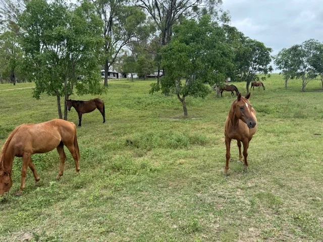 Additional image 18 of 142 PERRY RIVER FARMS RD, Morganville QLD 4671