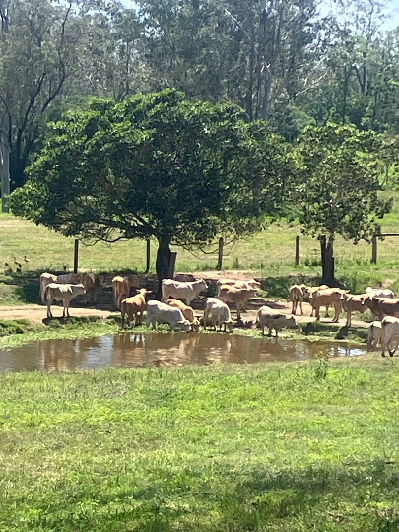 Additional image 28 of 142 PERRY RIVER FARMS RD, Morganville QLD 4671