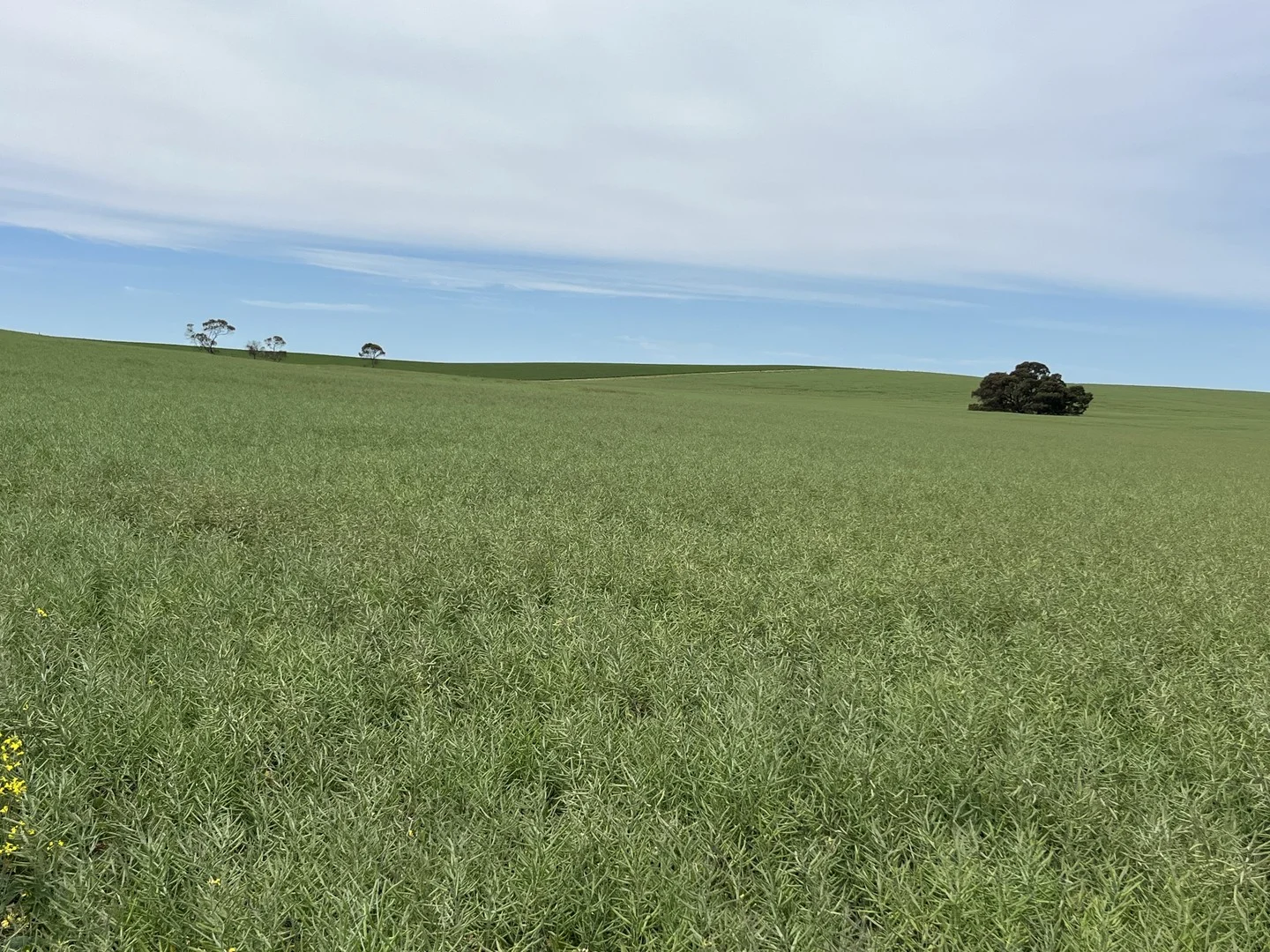 Additional image 2 of 2117 Senior Road, Senior SA 5268