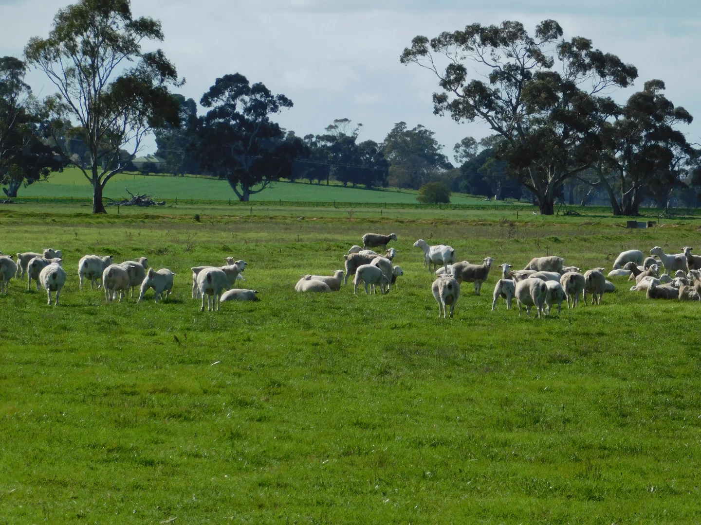 Additional image 8 of 1878 Cannawigara Road, Bordertown SA 5268