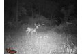 Additional image 26 of 9576 State Route 161 Ext, Iuka, IL, 62849