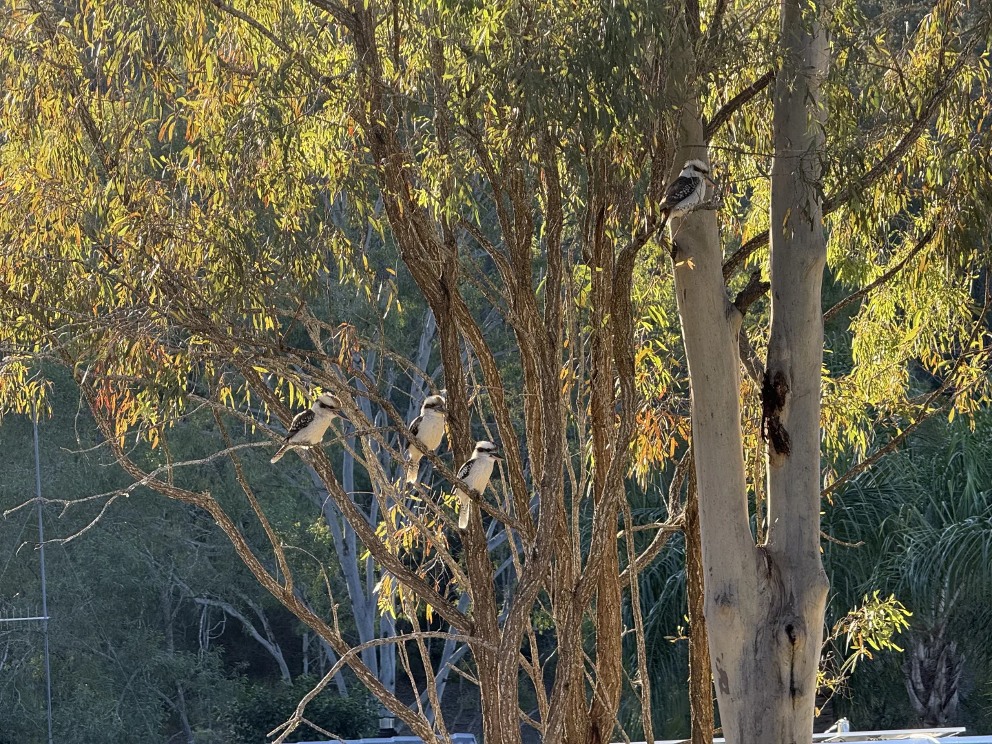 Additional image 28 of 244 Routley Drive, Kooralbyn QLD 4285