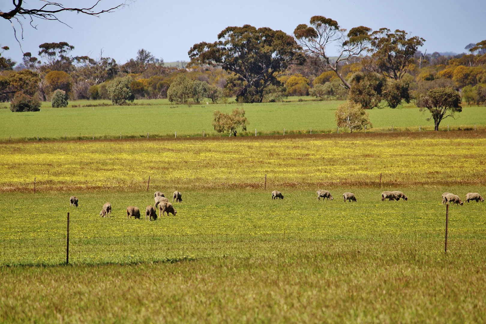 Additional image 4 of 256 WAGIN-DUMBLEYUNG ROAD, Wagin WA 6315