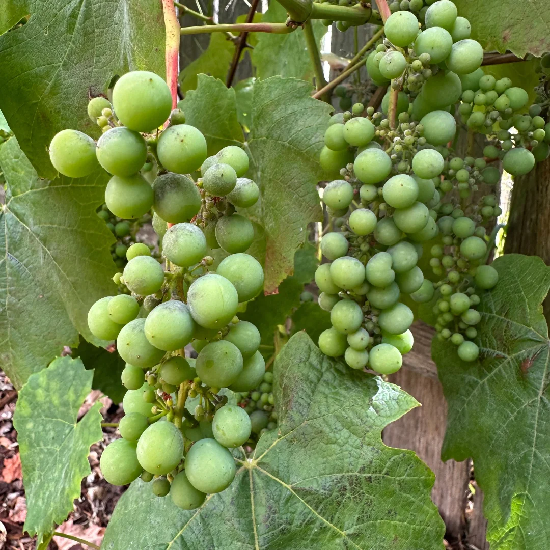 Additional image 31 of 29 Lane Street, Hillcrest TAS 7320