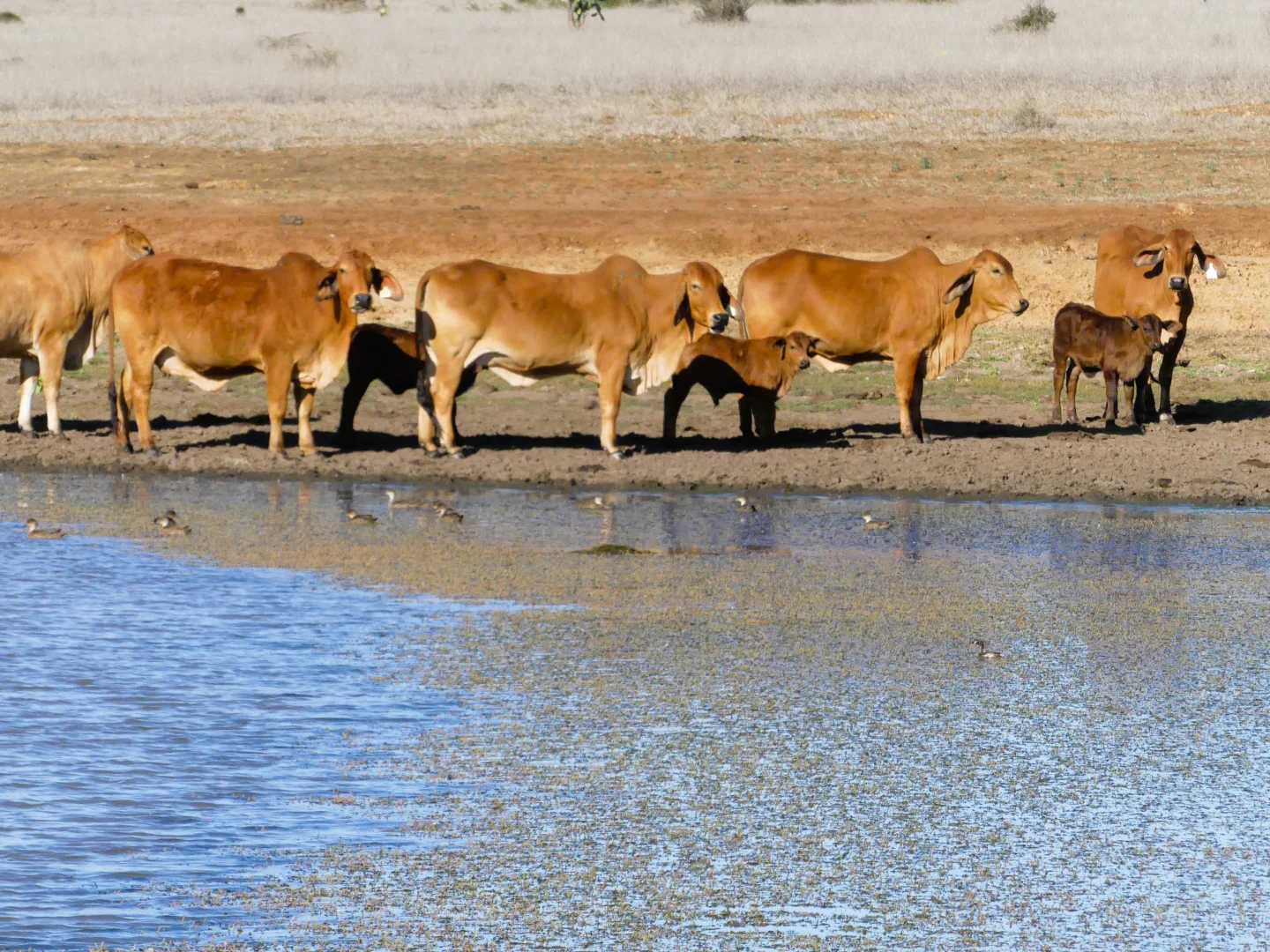 Additional image 26 of 'Bracco' Orallo Road, Roma QLD 4455