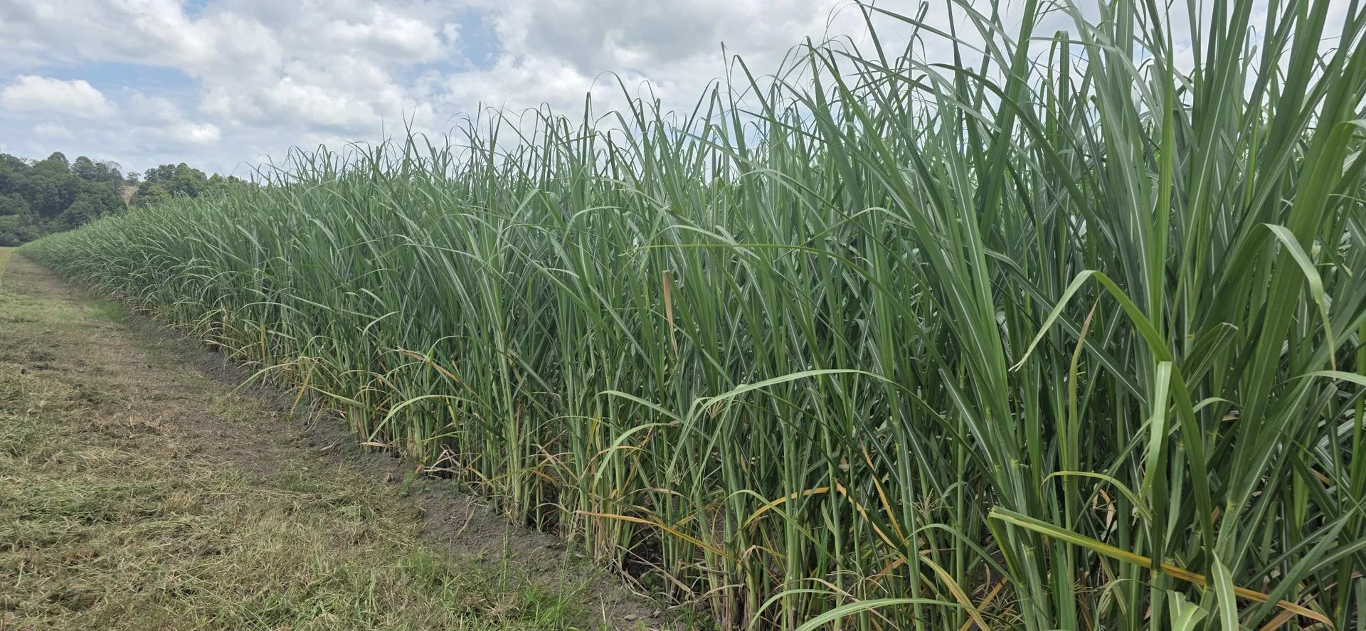 Additional image 13 of 423 Teven Road, Teven NSW 2478