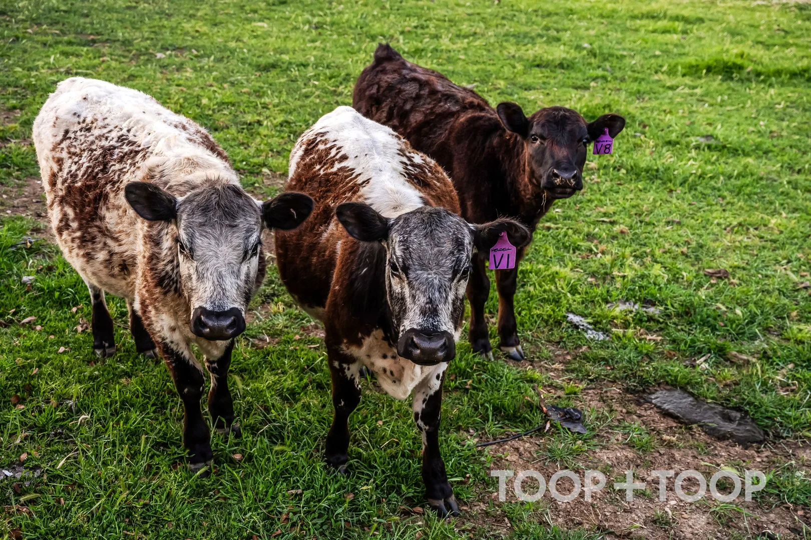 Additional image 27 of 546 Pyrites Road (adj. Woodside), Brukunga SA 5252