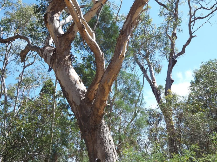 Additional image 2 of Lot 23 Melrose Estate Road, Warialda NSW 2402