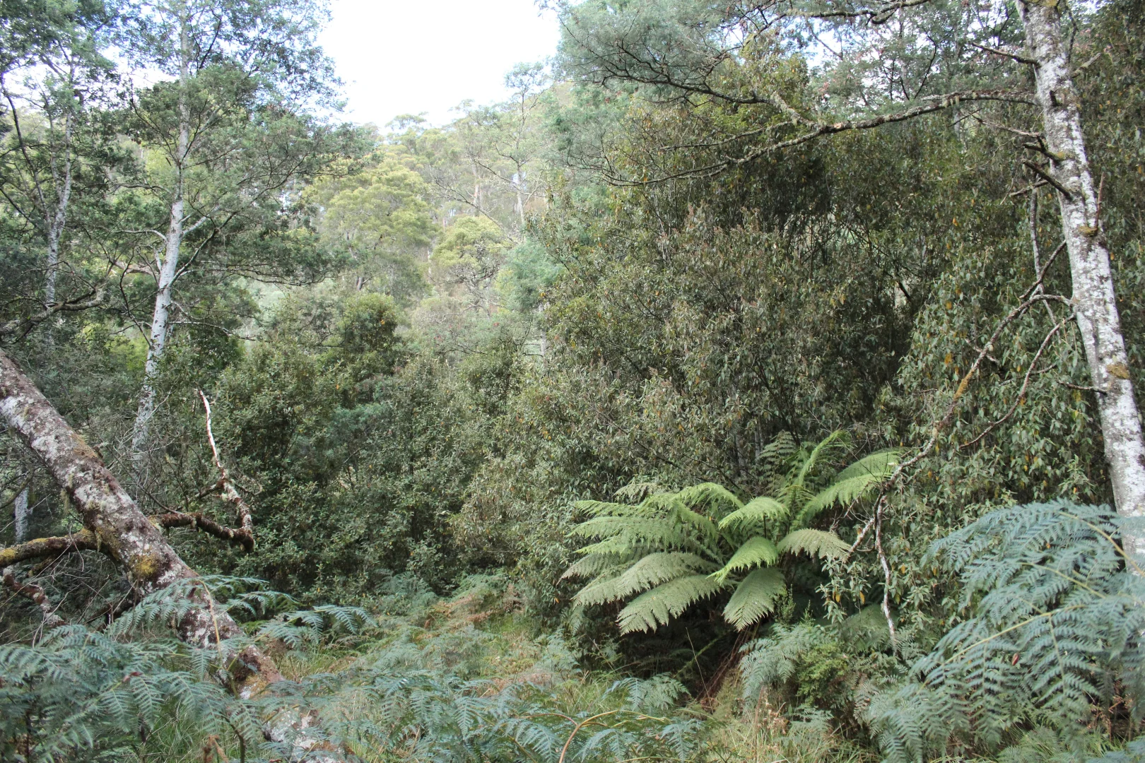 Additional image 3 of 188 Bassett's Road, Calder TAS 7325