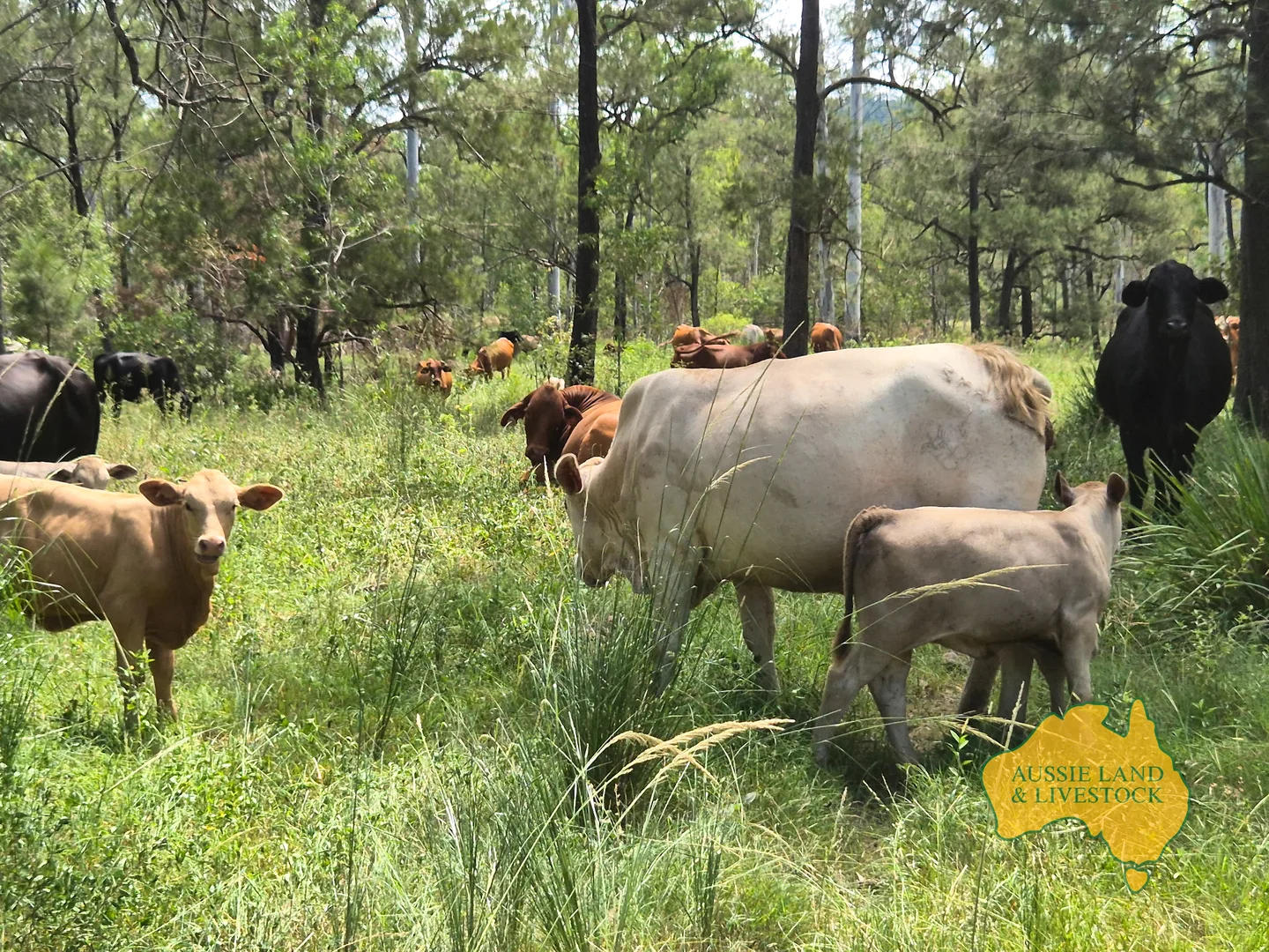 Additional image 55 of 43 & 50, . Kalliwa Road, Mingo QLD 4625