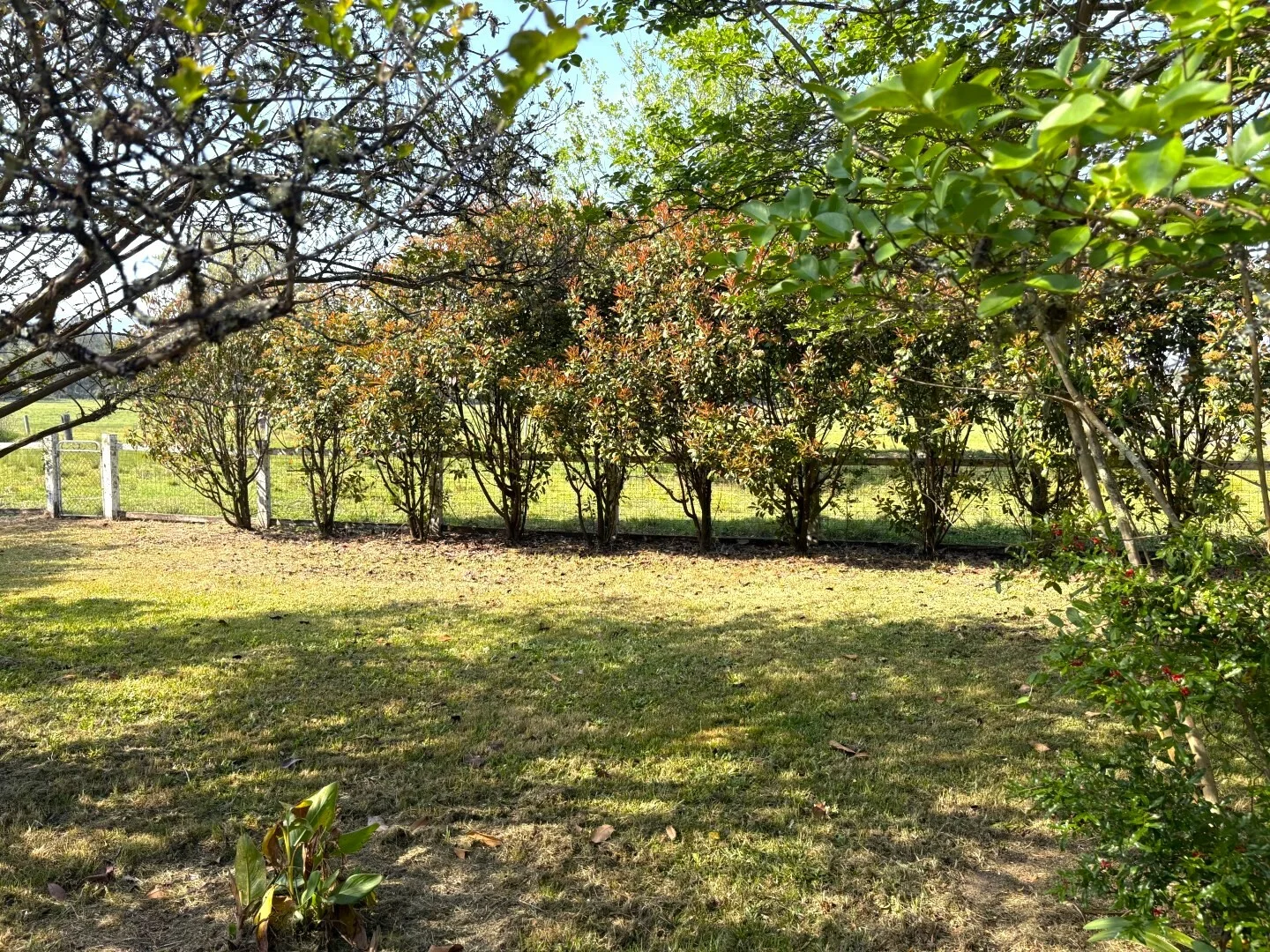 Additional image 31 of 15754 Clarence Way, Bonalbo NSW 2469