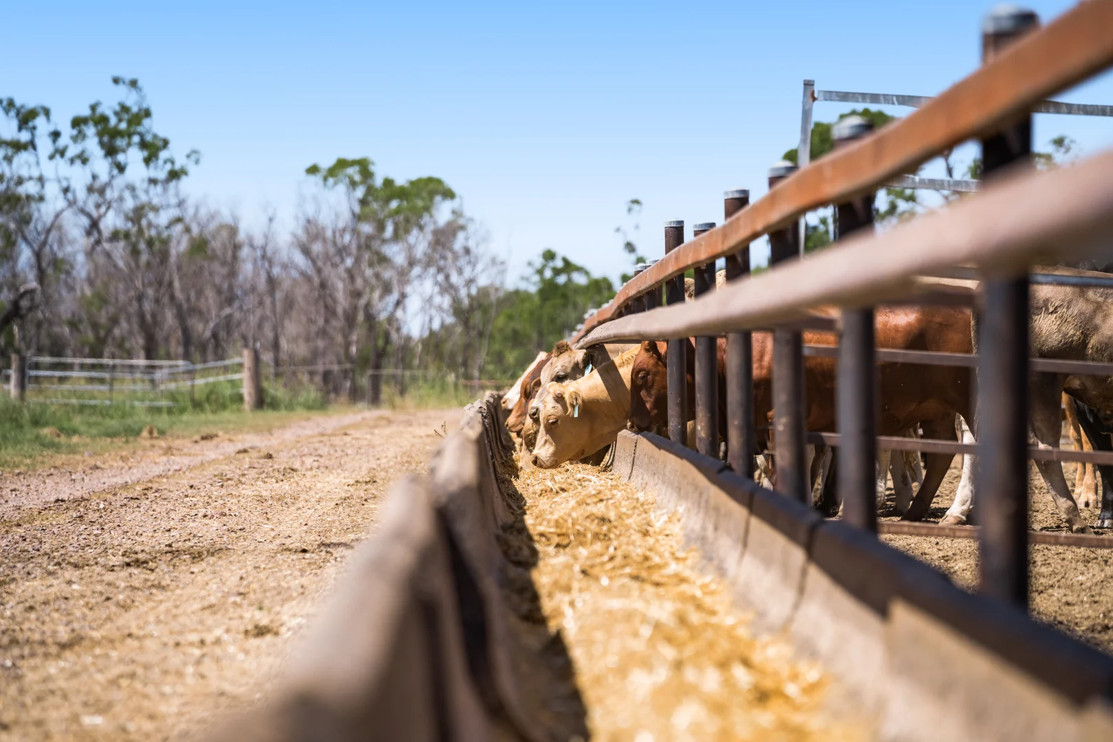 Additional image 10 of 'Ashby' 48 Felton View Road, Ellangowan QLD 4361