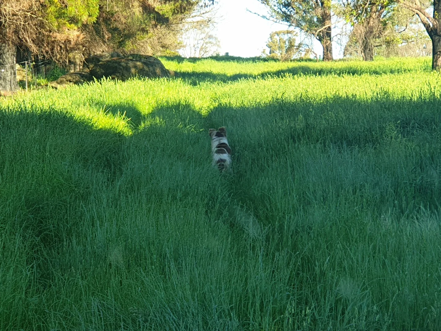 Additional image 13 of Lots 23 - Lot 22/2769 Batlow Road, Kunama NSW 2730