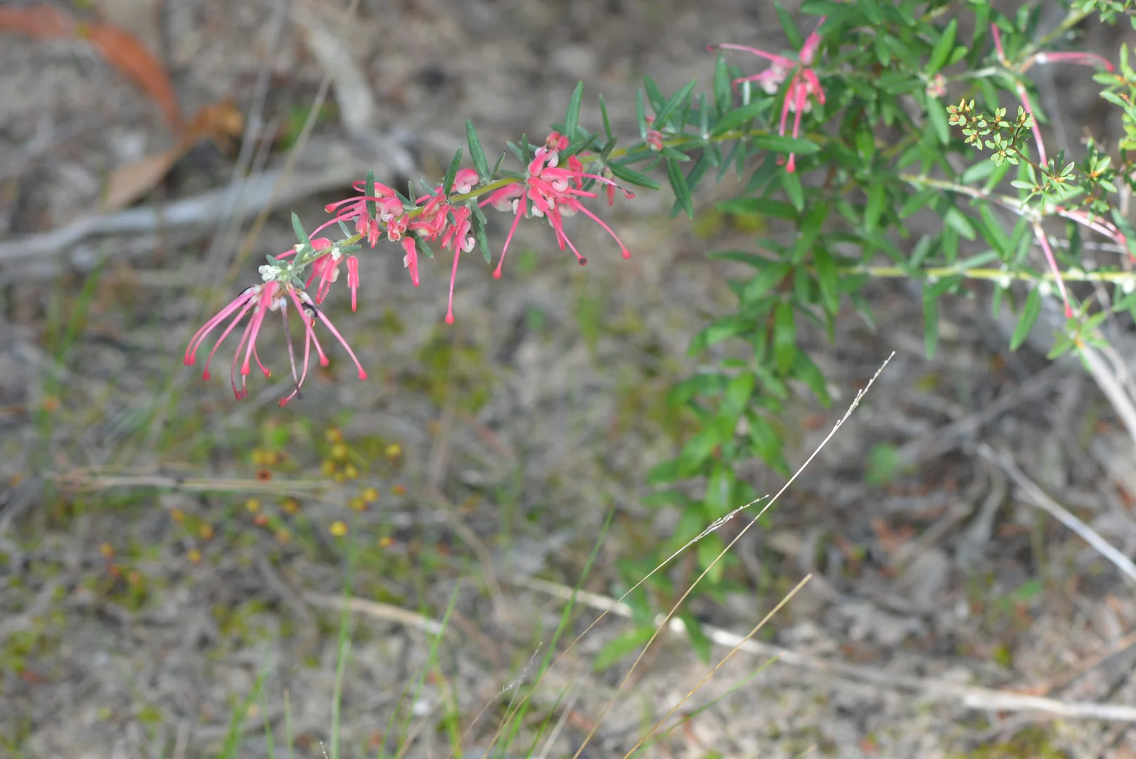 Additional image 87 of 839 Signal Flat Road, Finniss SA 5255