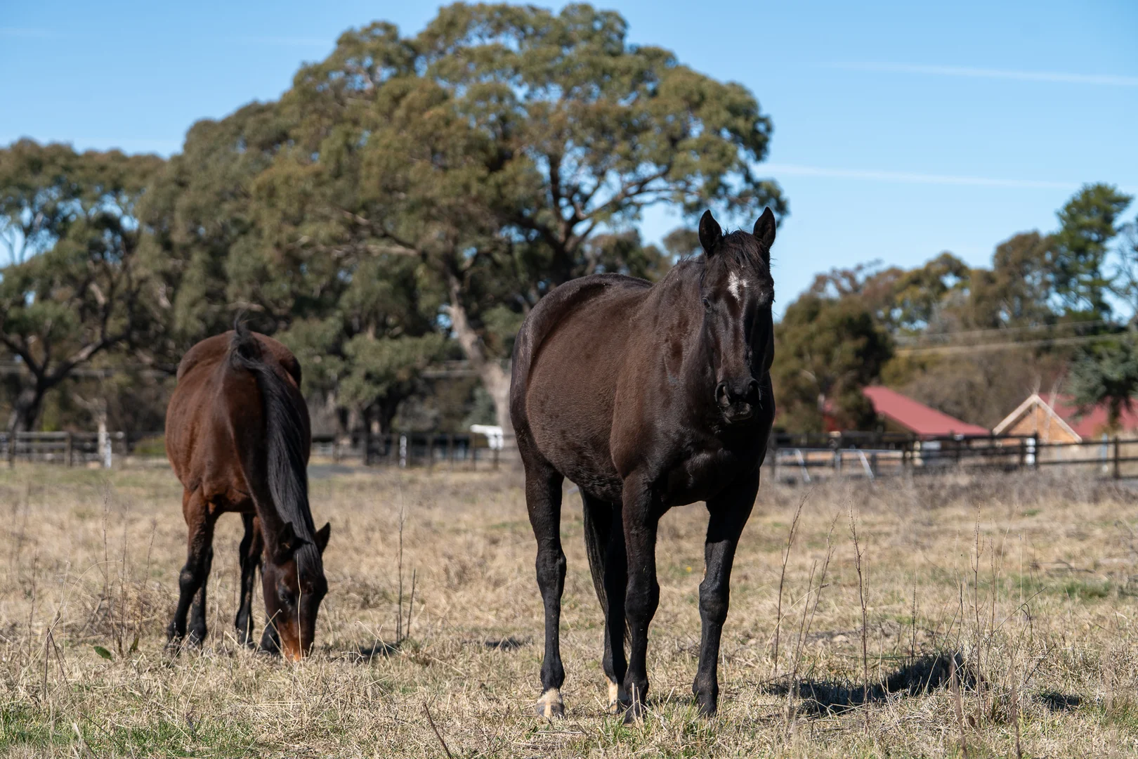 Additional image 3 of Canobolas Road Estat Canobolas Road, Orange NSW 2800
