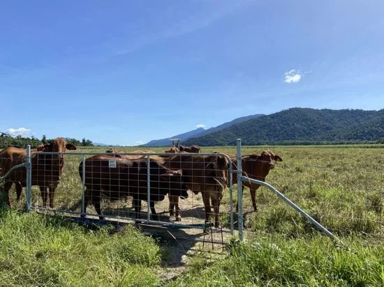 Additional image 21 of 21 Barbagallo Road, Aloomba QLD 4871