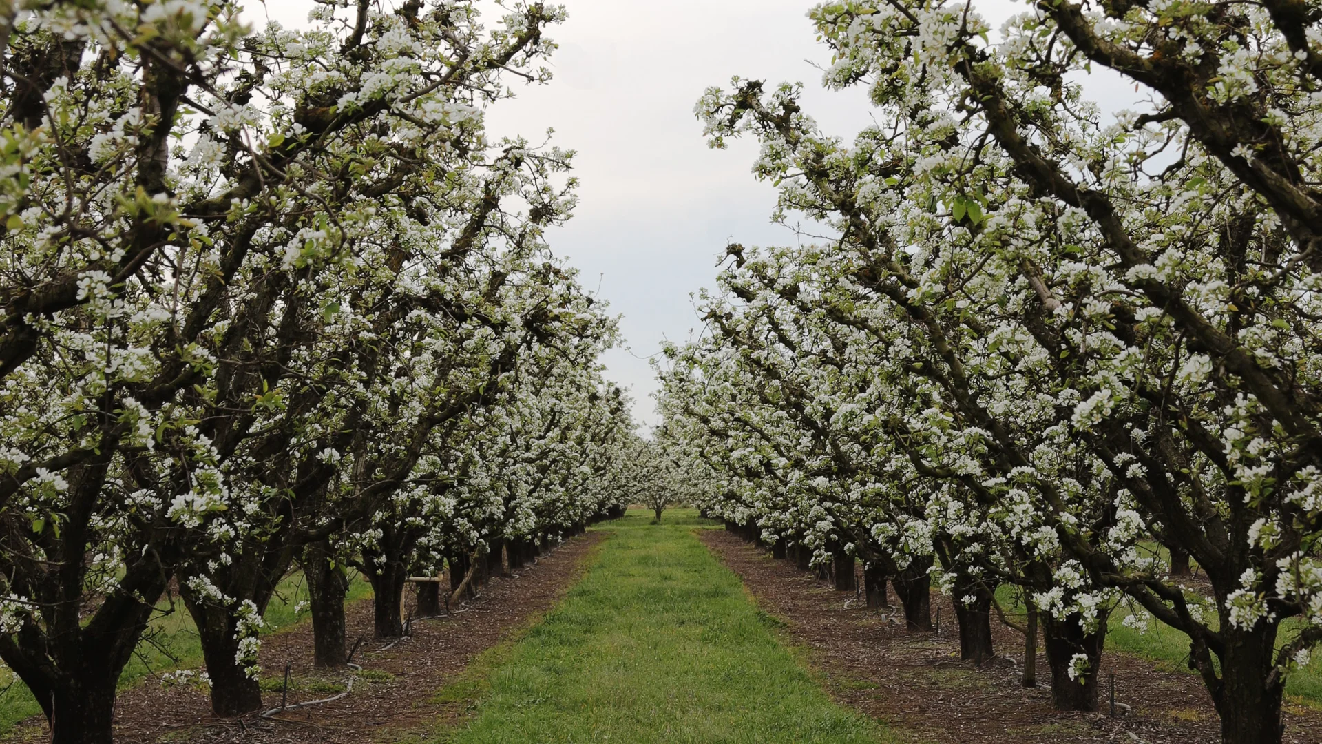 Additional image 10 of Orrvale VIC 3631