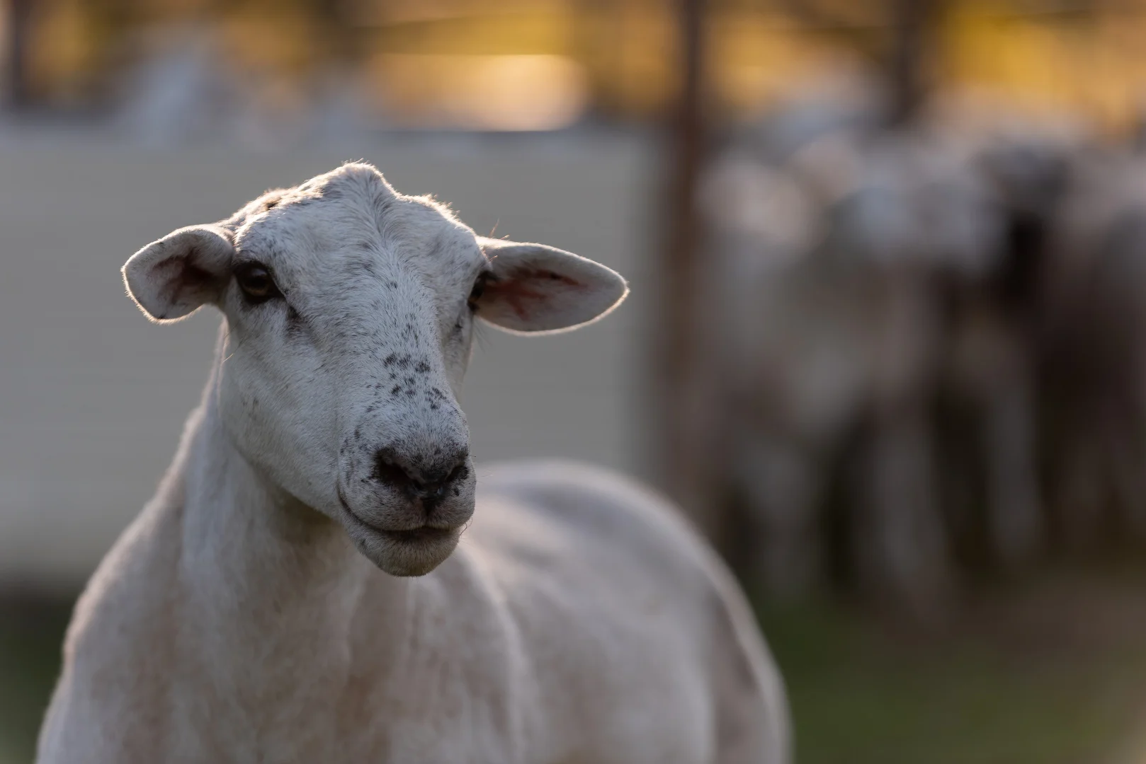 Additional image 2 of 26 Blakelys Road, Springvale NSW 2650