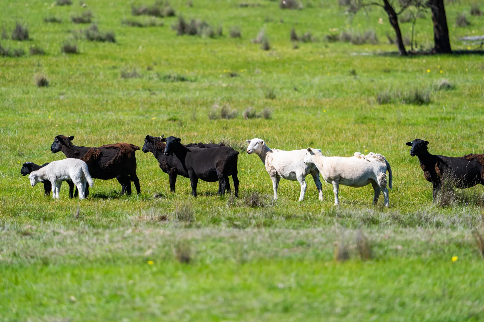 Additional image 24 of . Sanderson Road, Springhurst VIC 3682