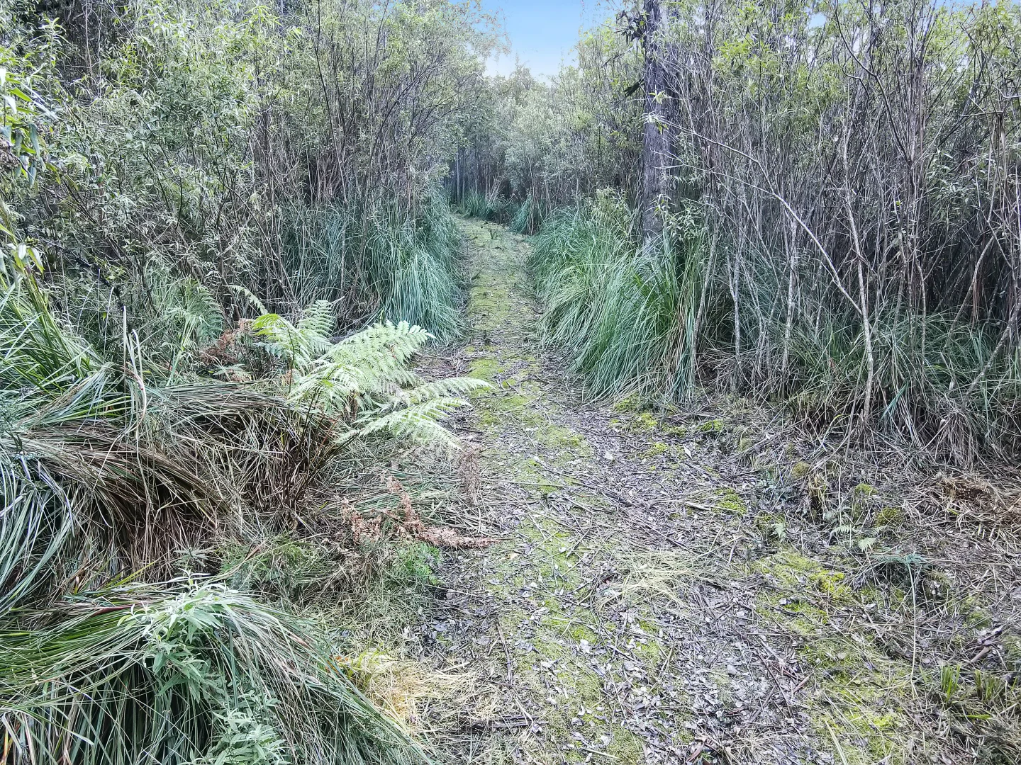 Additional image 5 of PID 7682518 Mount Elephant Road, Gray TAS 7215