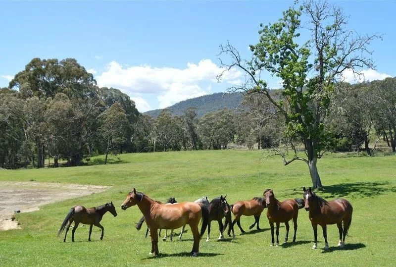 95 Bago Forest Road, Tumbarumba NSW 2653