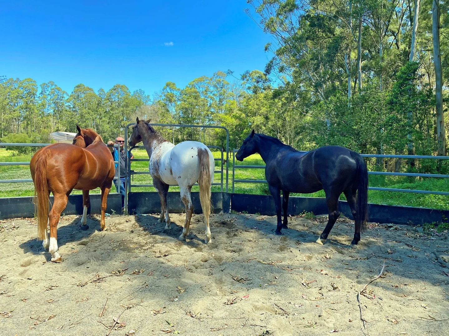 Additional image 13 of 84 Kings Creek Road, Krambach NSW 2429