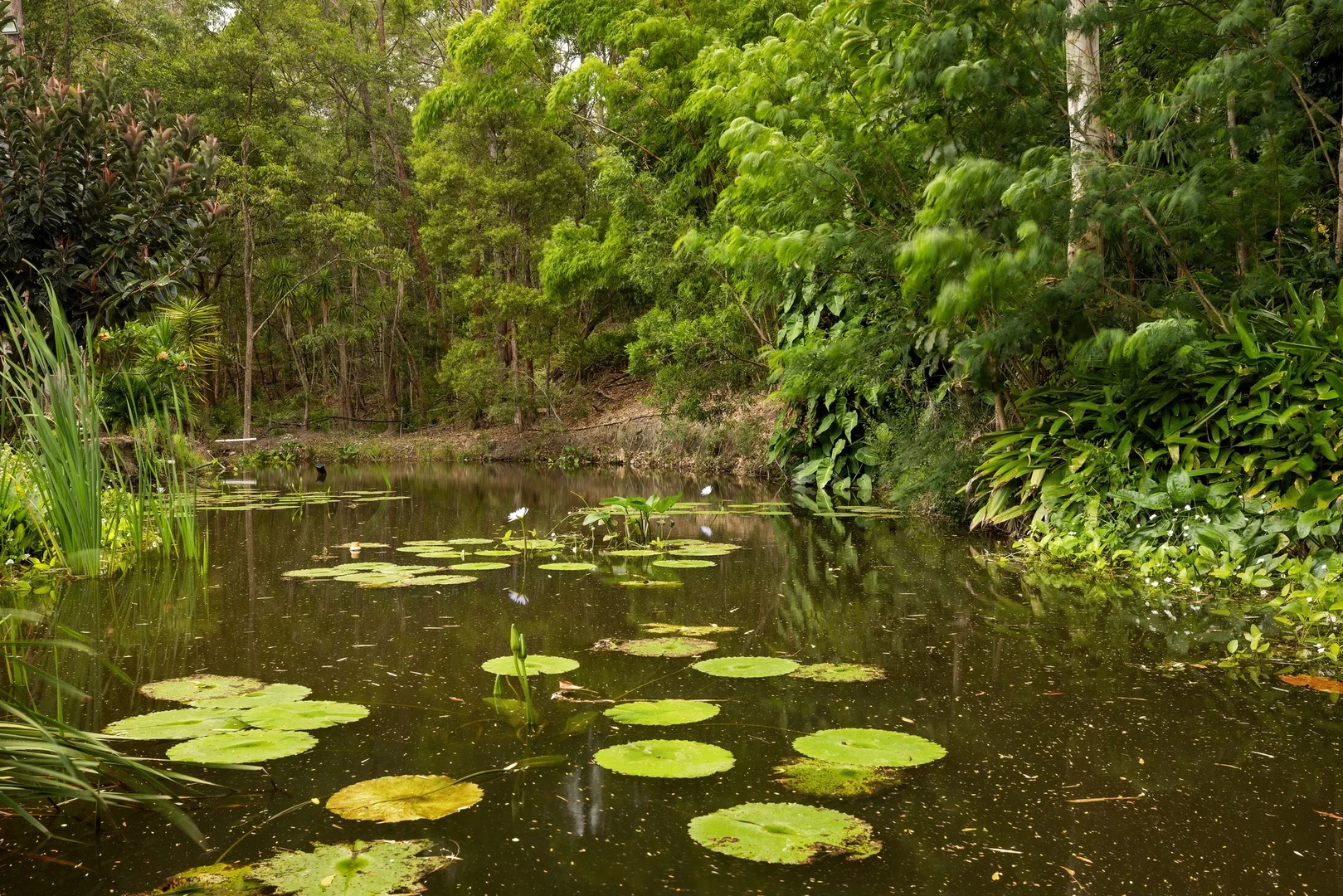 Additional image 23 of 145 San Fernando Drive, Worongary QLD 4213