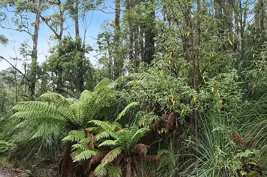 Additional image 4 of PID 7682518 Mount Elephant Road, Gray TAS 7215