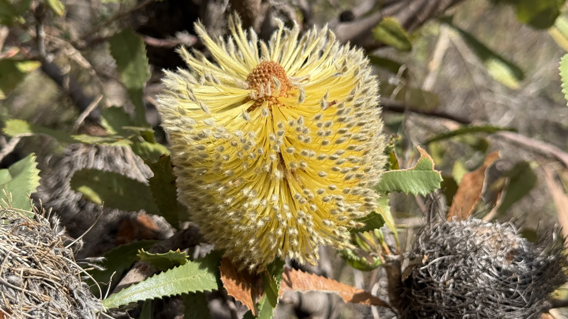 Additional image 7 of Lot 1 Jim Ryans Road, Edenhope VIC 3318