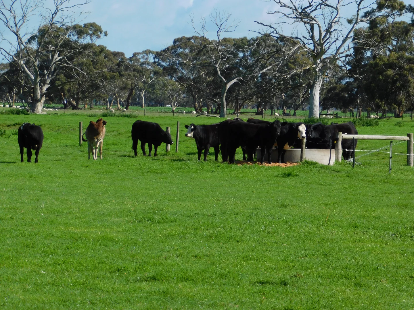Additional image 6 of 1878 Cannawigara Road, Bordertown SA 5268