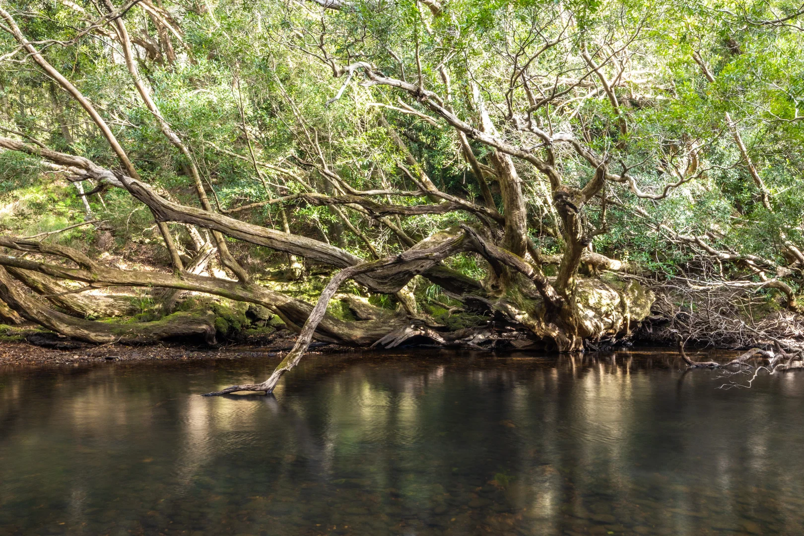 Additional image 25 of 56 Carisbrook Road, Morton NSW 2538