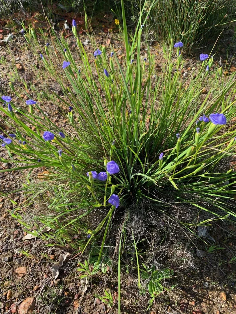 Additional image 35 of 55 Pen Road, Warradarge WA 6518