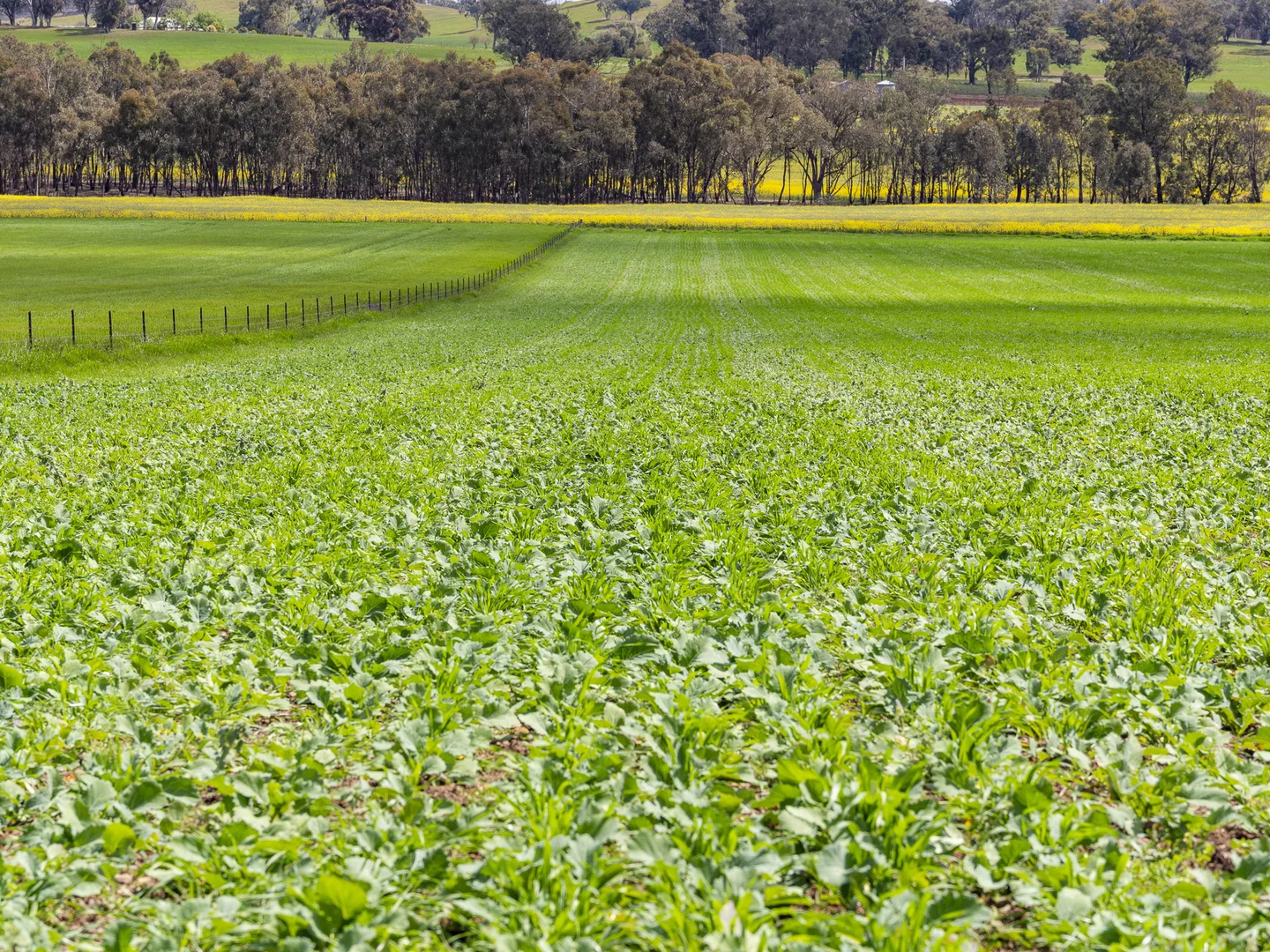 Additional image 4 of 2056 Benalla-Yarrawona Road, Bungeet West VIC 3726