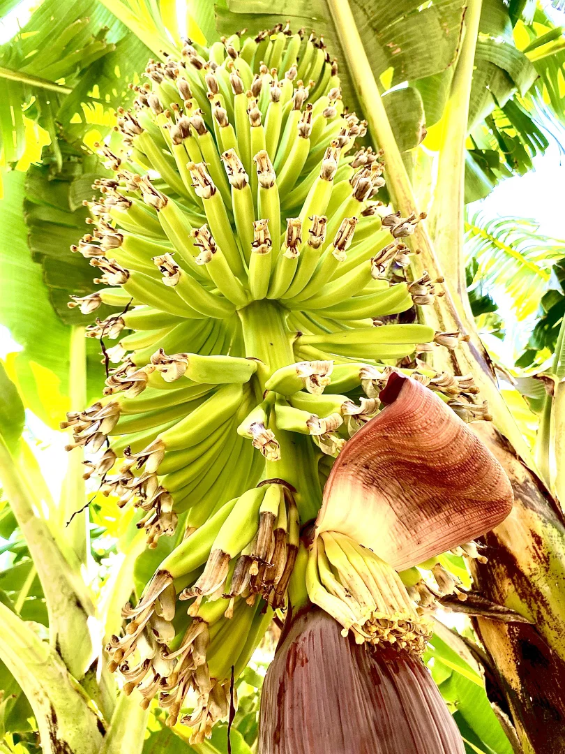 Additional image 43 of 600 South River Road, South Plantations WA 6701