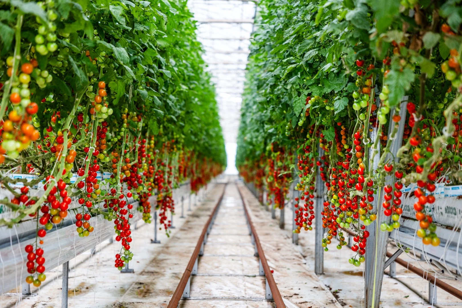 Additional image 8 of 136 Penfield Road, Virginia SA 5120