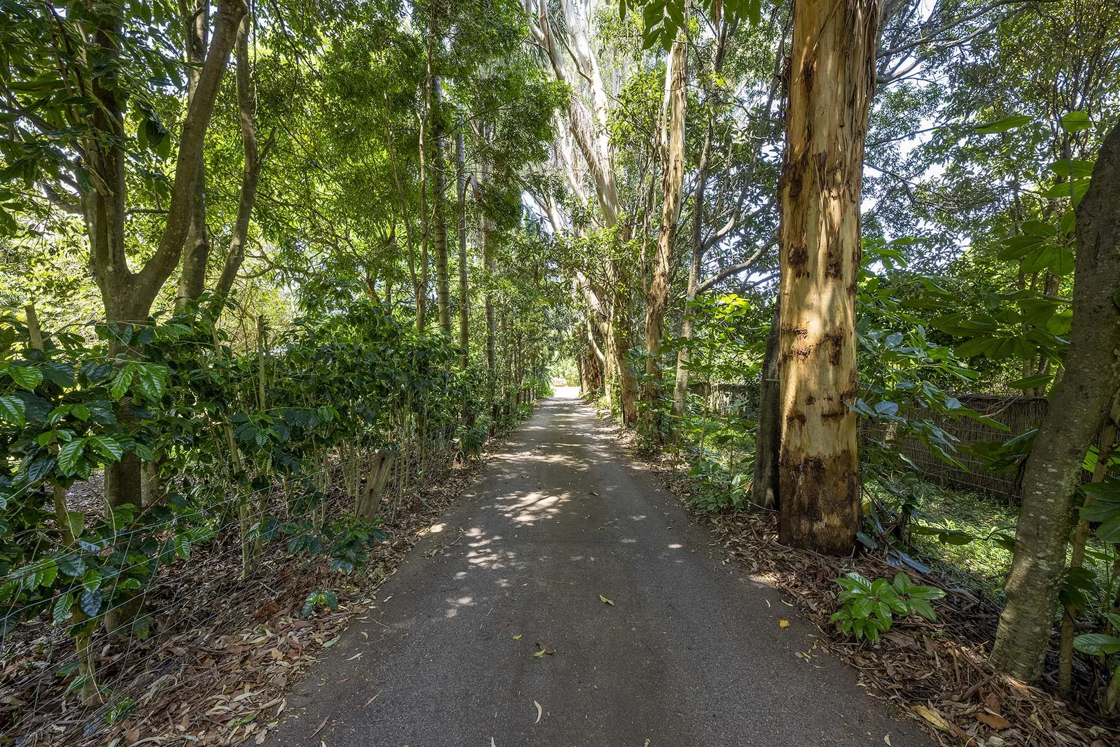 Additional image 20 of 263 Tyagarah Road, Myocum NSW 2481