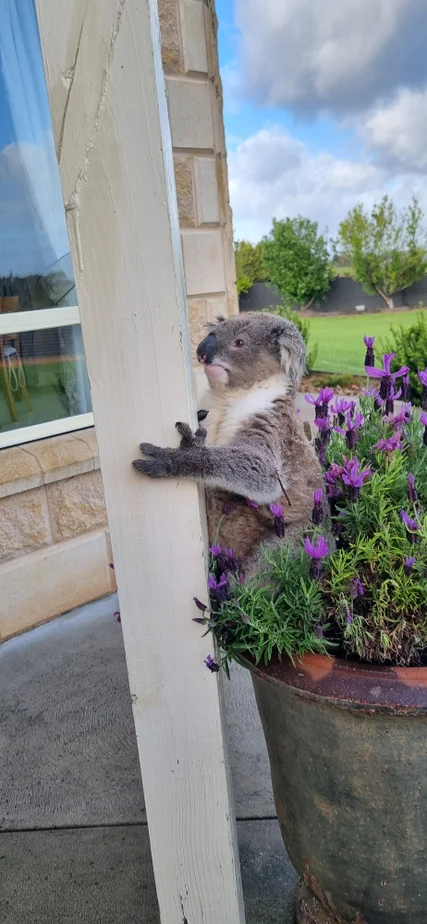 Additional image 37 of 231 Golf Course Road, Heywood VIC 3304