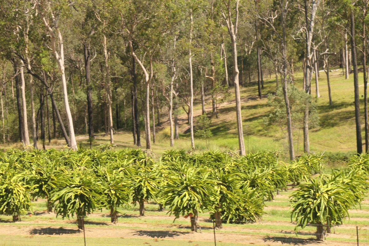Additional image 11 of Bulldog NSW 2469