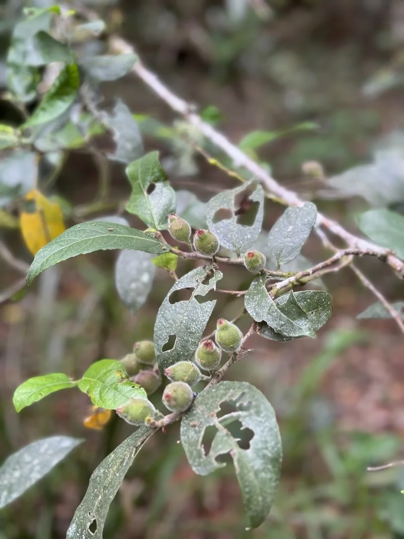 Additional image 25 of 5 Tanby Court, Mudgeeraba QLD 4213