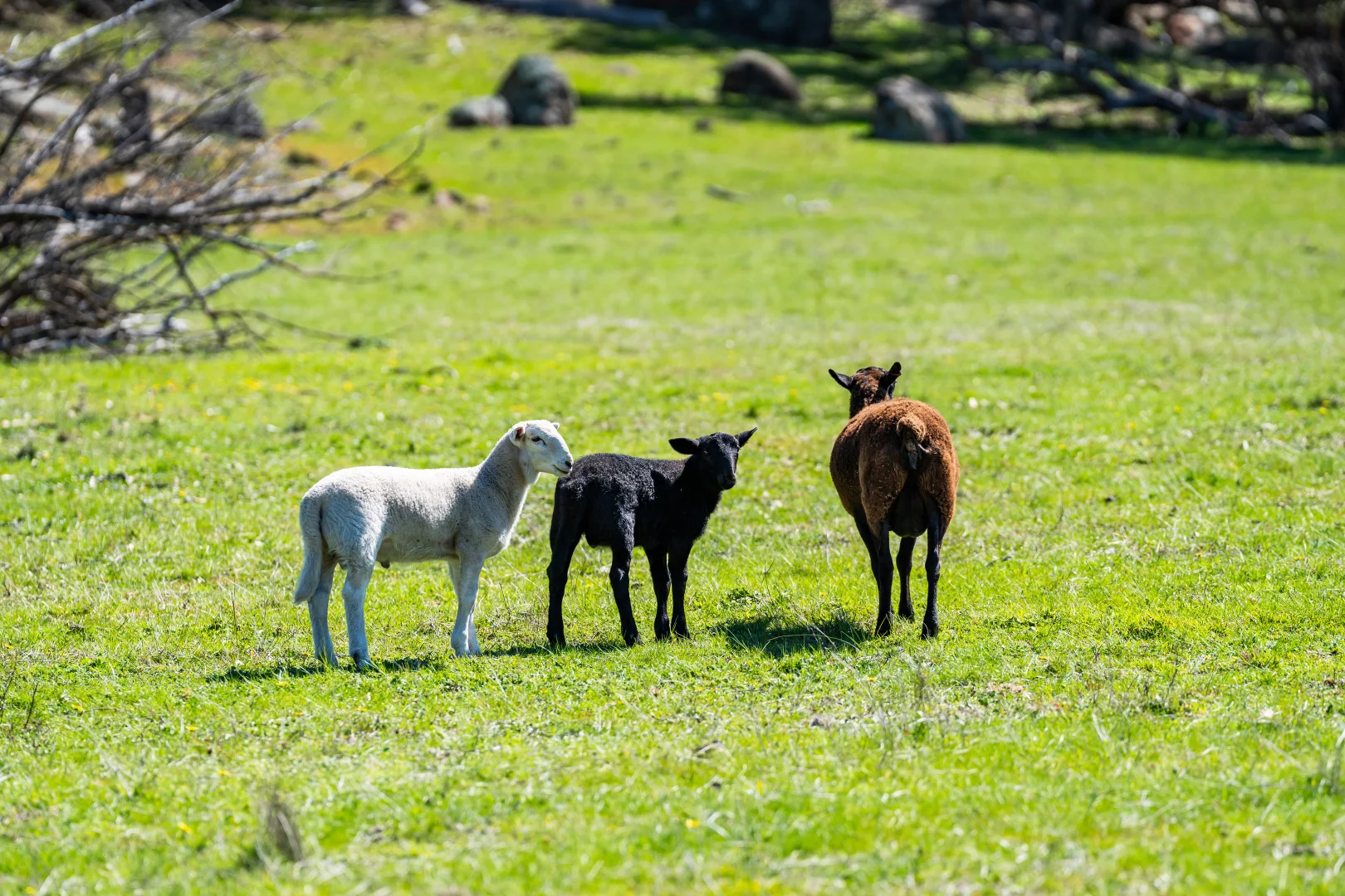 Additional image 14 of . Sanderson Road, Springhurst VIC 3682